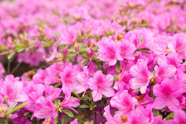Benefits of Massage for Seasonal Allergy Sufferers