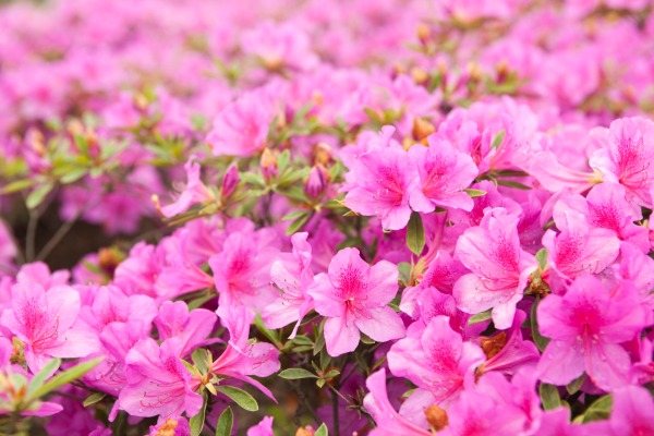 azaleas