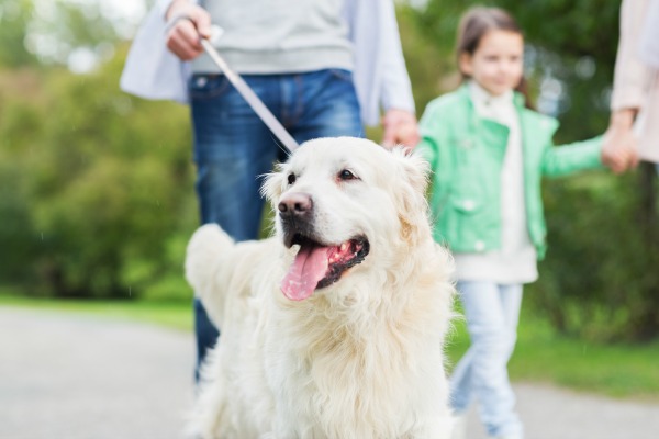 family walking dog