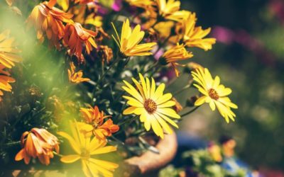 Ayurvedic Tips for Spring Health