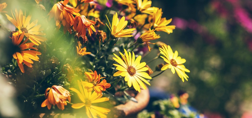 Ayurvedic tips for spring